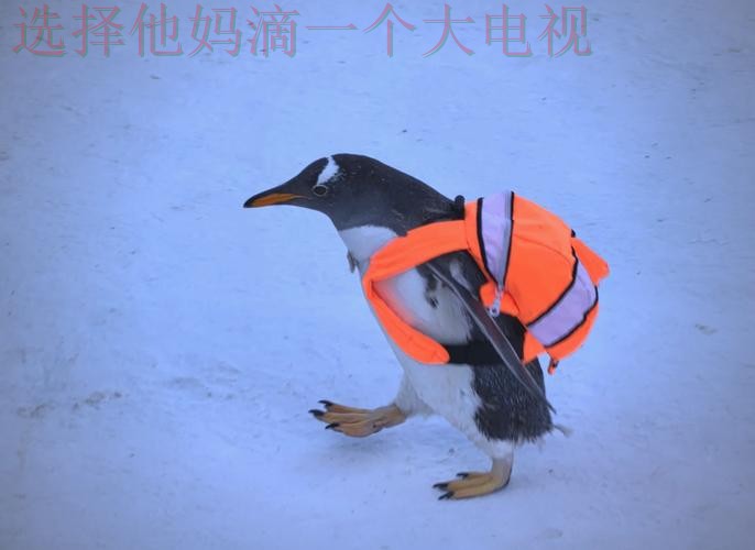 企鹅体育在哪里玩攻略 企鹅体育在哪里玩攻略